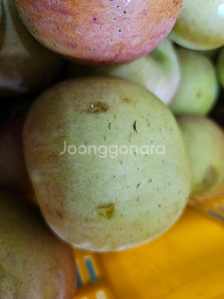 못난이사과 10kg 가정용흠과 미색기지사과 판매합니다--5