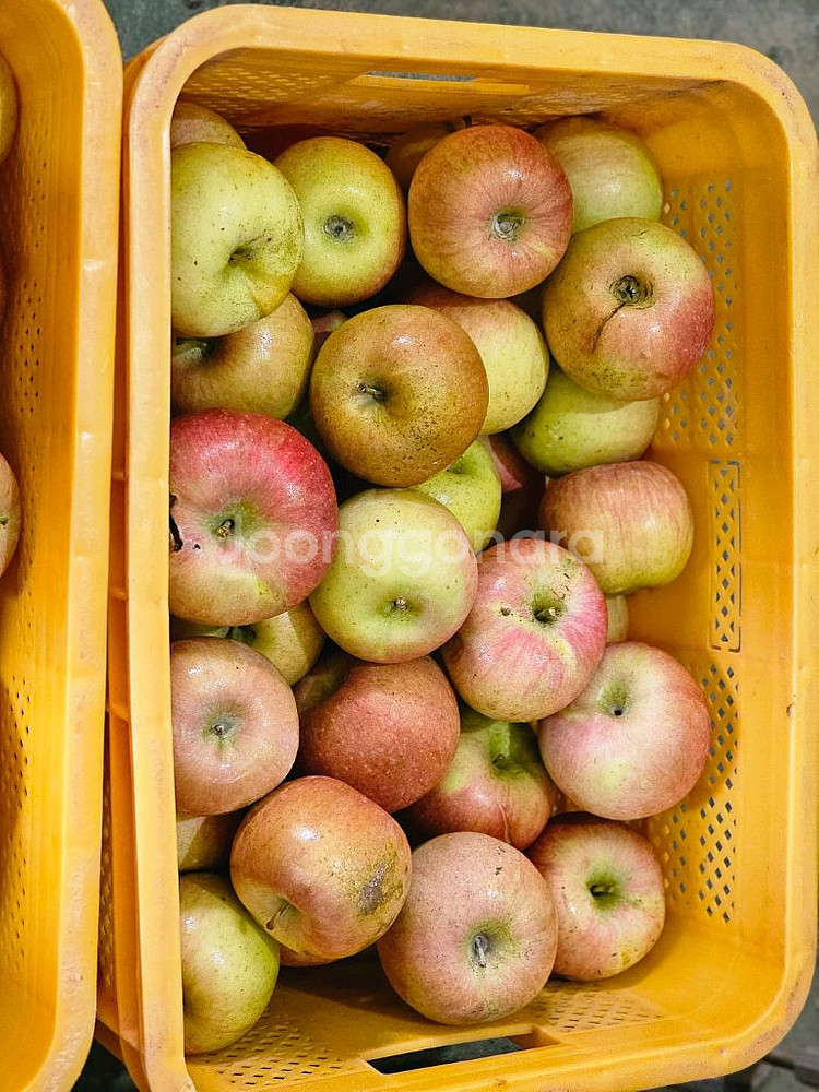 못난이사과 10kg 가정용흠과 미색기지사과 판매합니다--7