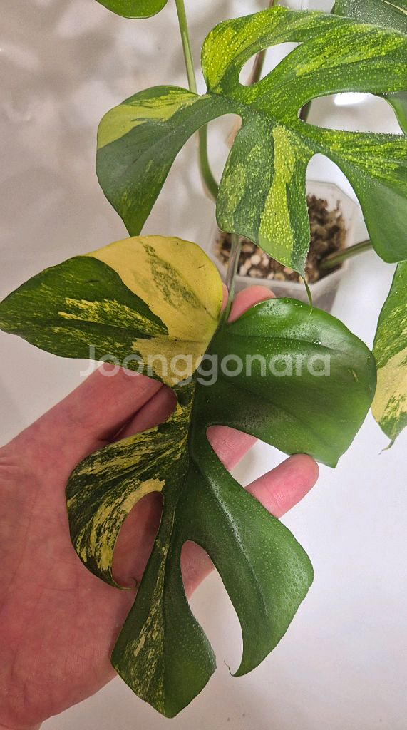 옐로우 히메몬스테라 무천이--1