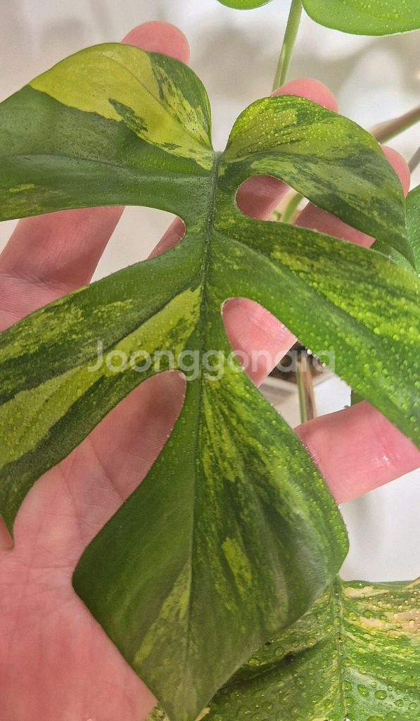 옐로우 히메몬스테라 무천이--0