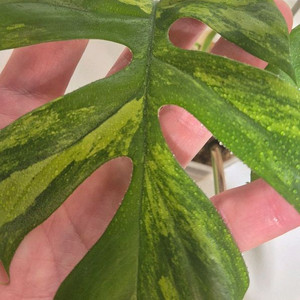 옐로우 히메몬스테라 무천이