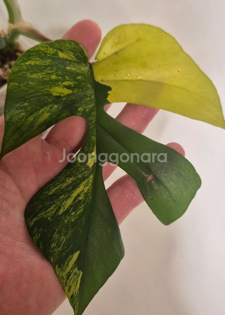 옐로우 히메몬스테라 무천이--2