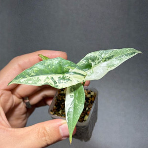 최강 무늬천재 심포 알보 바리에가타