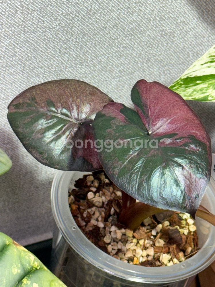 세렌디피티 바리에가타 무늬천재--0