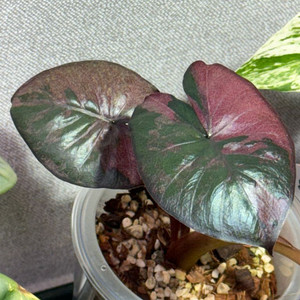 세렌디피티 바리에가타 무늬천재