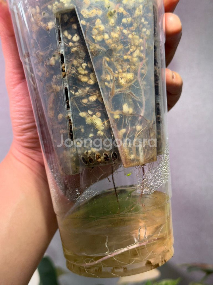 세렌디피티 바리에가타 무늬천재--1