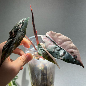 찬트리에 핑크 바리애가타 중품 무늬천재