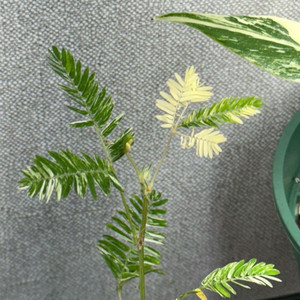 미모사알보 무늬천재 최저가