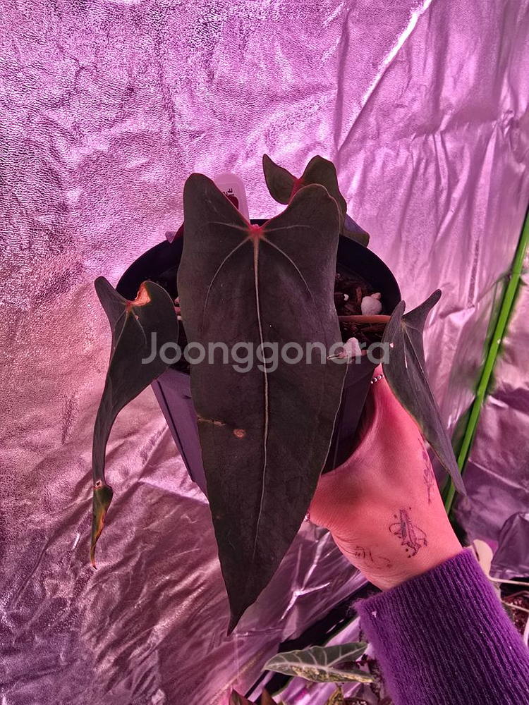 안스리움 칼라블랙키 x 포르틸레--0