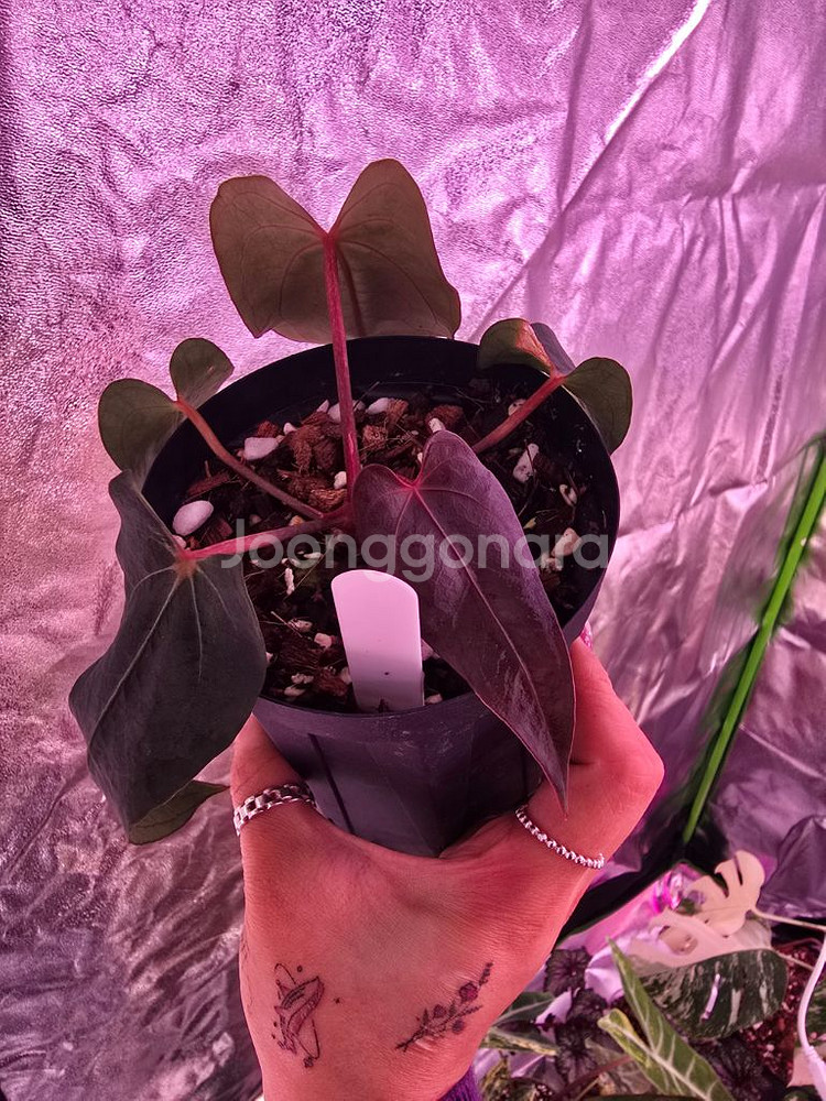 안스리움 칼라블랙키 x 포르틸레--1