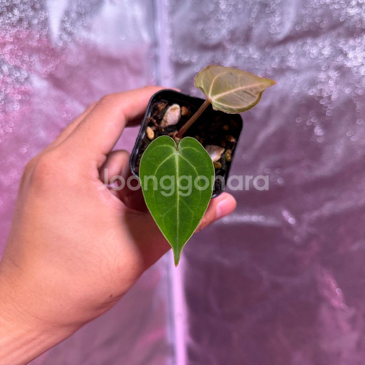 안스리움 칼라블랙키 x 포르틸레--2