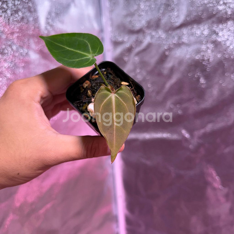 안스리움 칼라블랙키 x 포르틸레--3