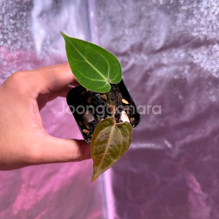 안스리움 칼라블랙키 x 포르틸레--4