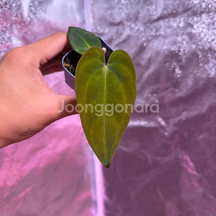 안스리움 nse 안톨라키--0