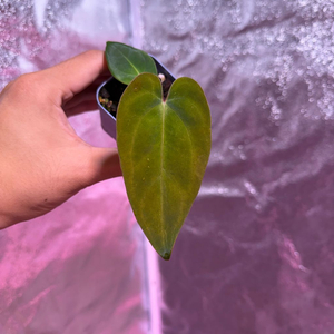 안스리움 nse 안톨라키