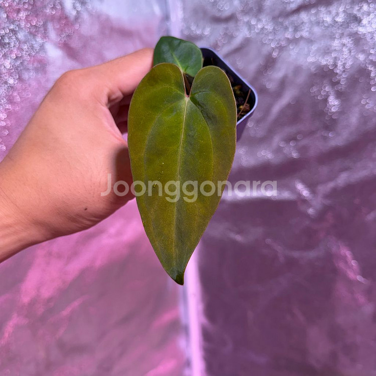 안스리움 nse 안톨라키--1