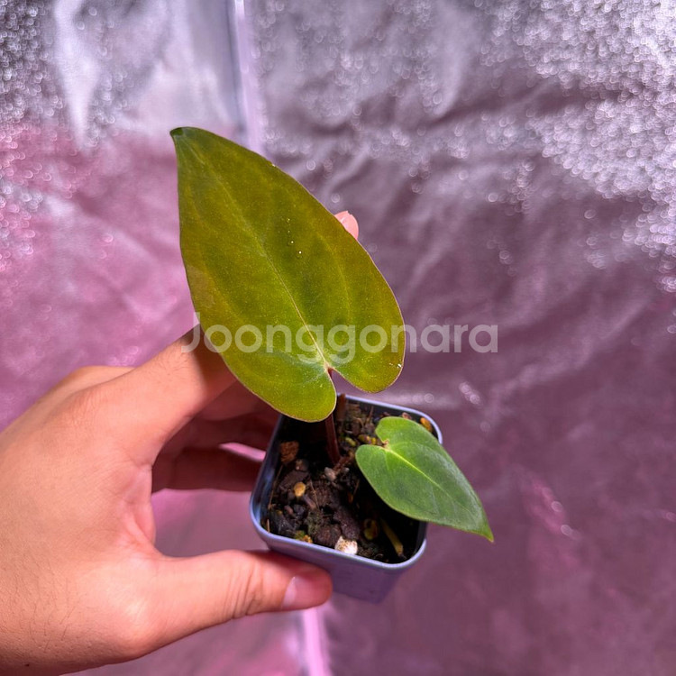 안스리움 nse 안톨라키--4