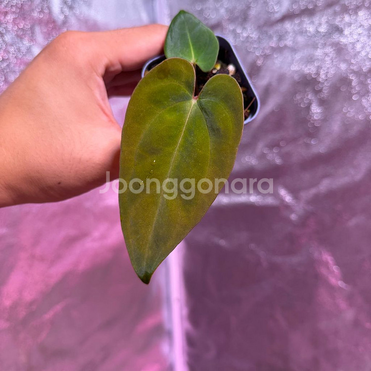 안스리움 nse 안톨라키--2