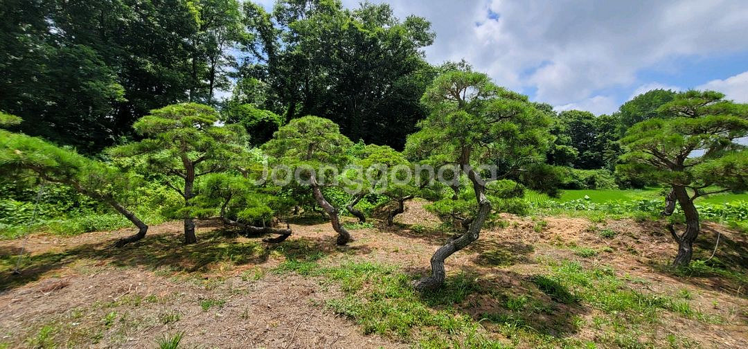 소나무판매 에메랄드그린판매01058634005--0