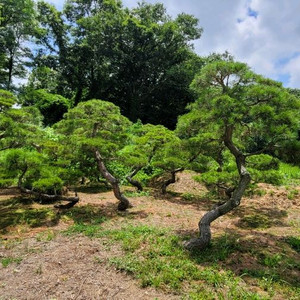 소나무판매 에메랄드그린판매01058634005