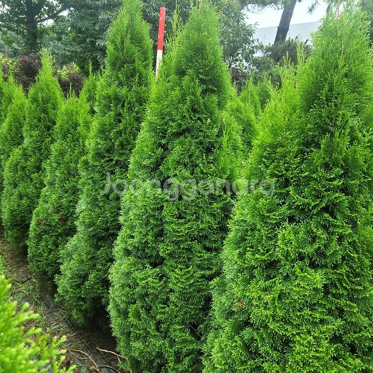 소나무판매 에메랄드그린판매01058634005--1