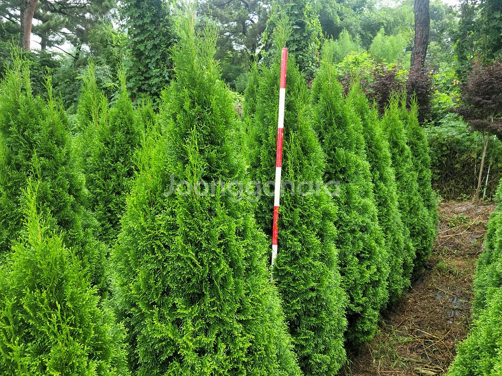 소나무판매 에메랄드그린판매01058634005--2