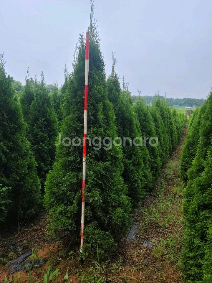 소나무판매 에메랄드그린판매01058634005--3