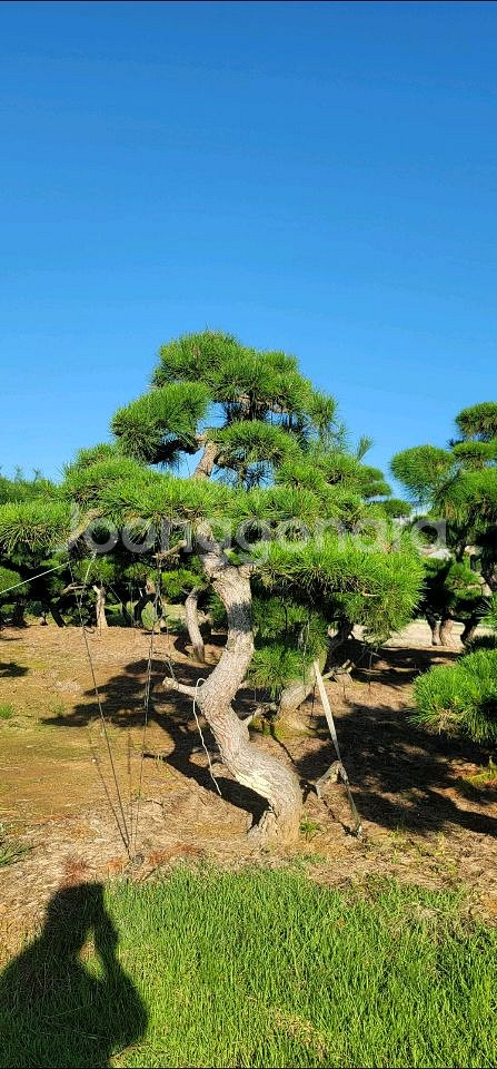 소나무판매 에메랄드그린판매01058634005--5