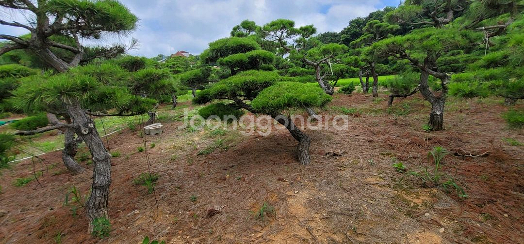 소나무판매 에메랄드그린판매01058634005--7