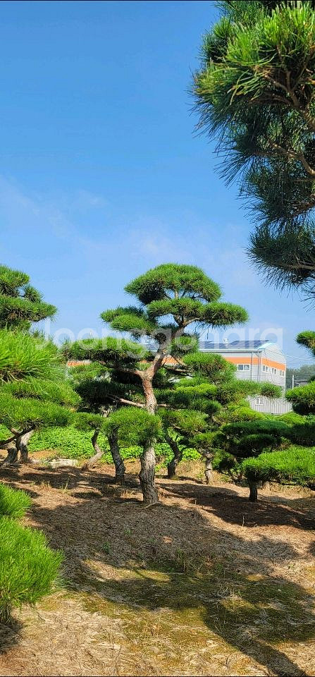 소나무판매 에메랄드그린판매01058634005--8