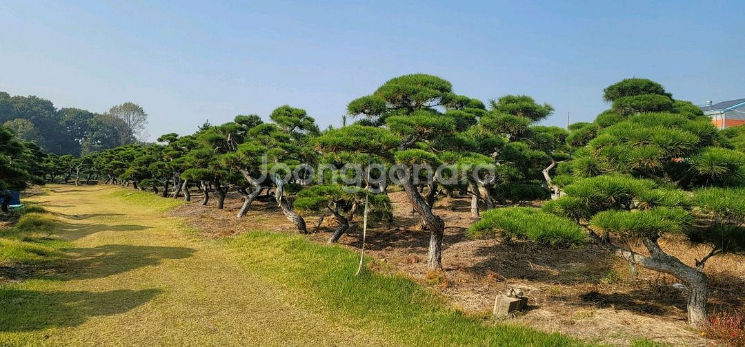 소나무판매 에메랄드그린판매01058634005--9