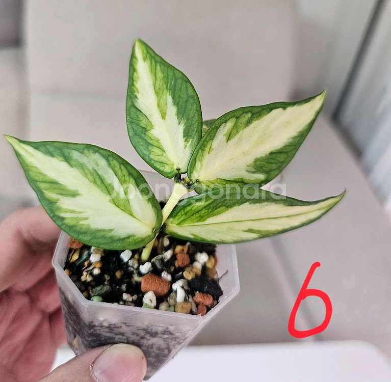 호야 폴리네우라 이너바리에가타--1