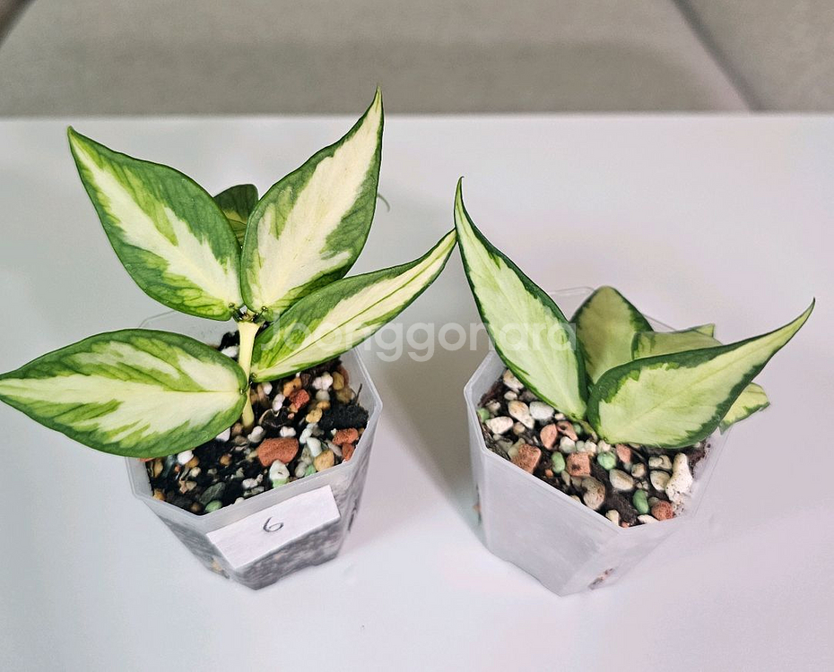 호야 폴리네우라 이너바리에가타--0