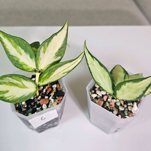 호야 폴리네우라 이너바리에가타