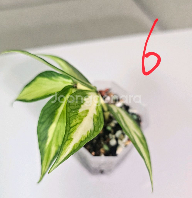 호야 폴리네우라 이너바리에가타--4