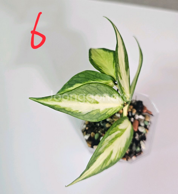 호야 폴리네우라 이너바리에가타--3