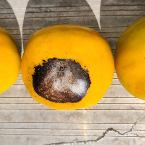 진영 단감(부유)