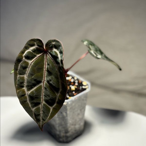 안스리움 레드크리스탈리넘 테줄라