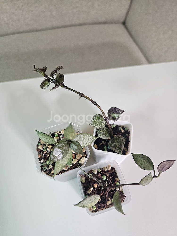 호야 로열플래쉬+화이트펄+블랙펄 셋트--0