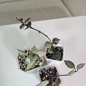 호야 로열플래쉬+화이트펄+블랙펄 셋트