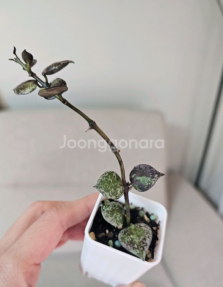 호야 로열플래쉬+화이트펄+블랙펄 셋트--1