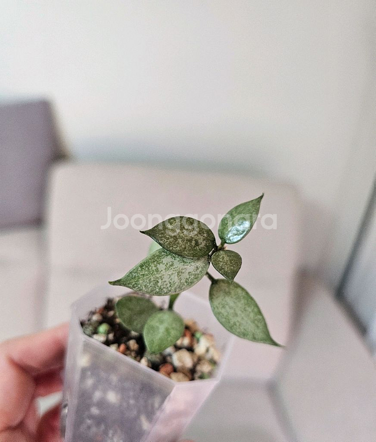 호야 로열플래쉬+화이트펄+블랙펄 셋트--6