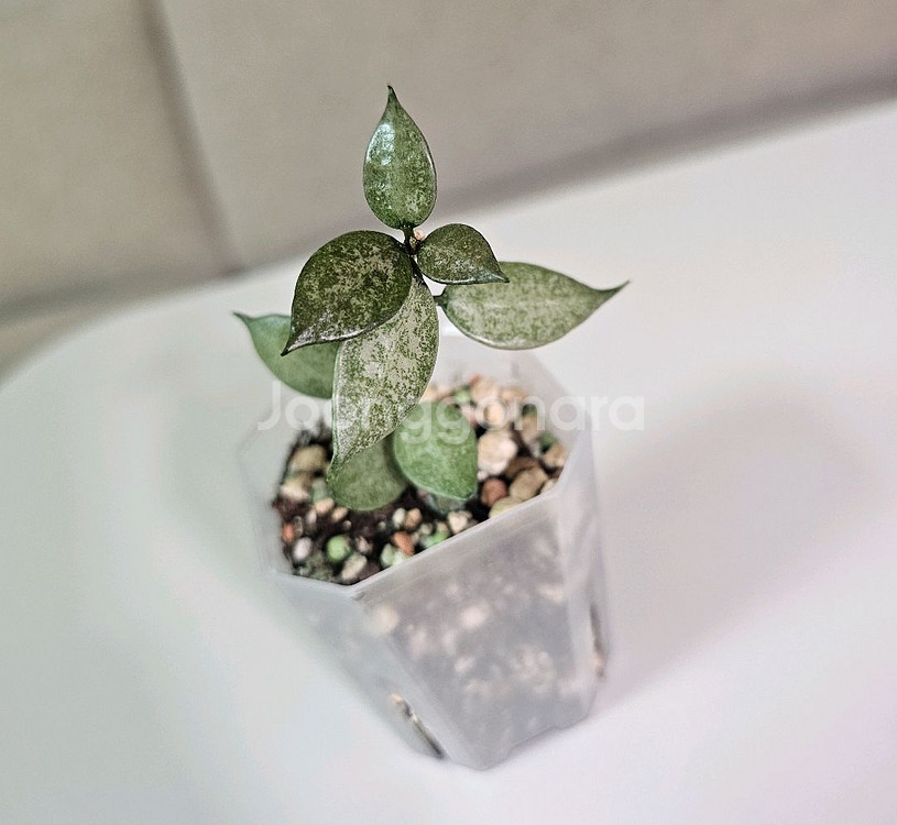 호야 로열플래쉬+화이트펄+블랙펄 셋트--5