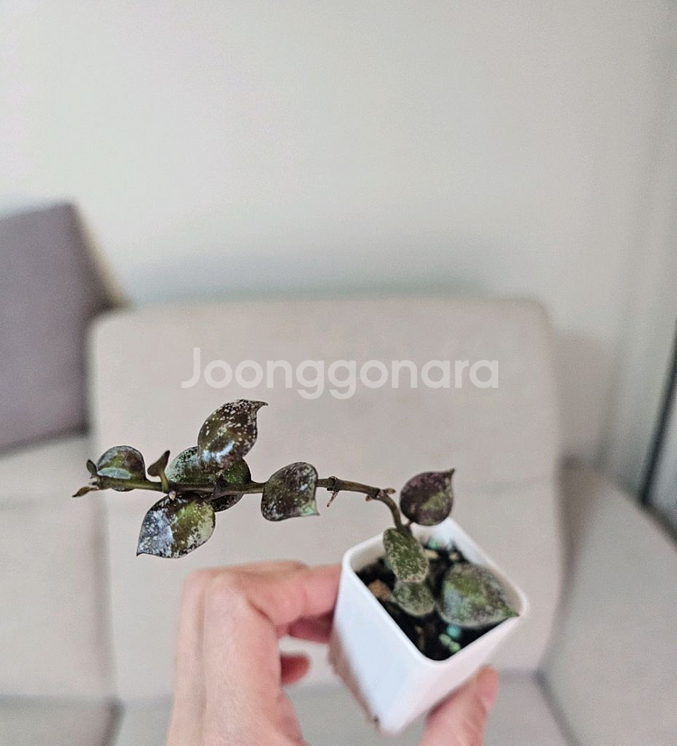 호야 로열플래쉬+화이트펄+블랙펄 셋트--2