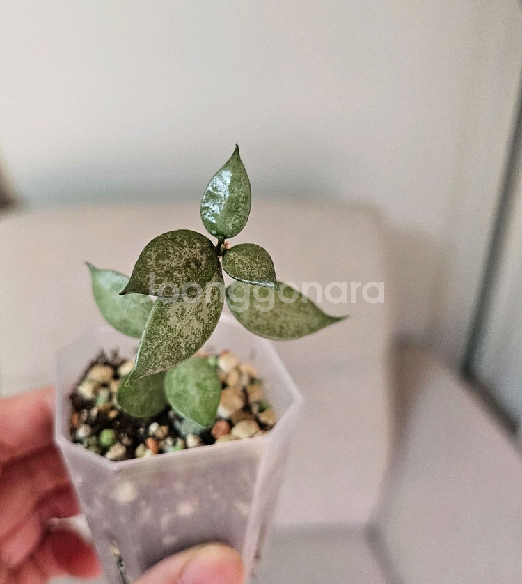 호야 로열플래쉬+화이트펄+블랙펄 셋트--7