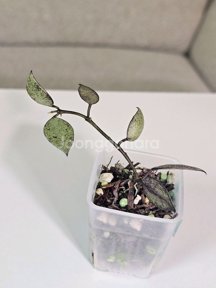 호야 로열플래쉬+화이트펄+블랙펄 셋트--8