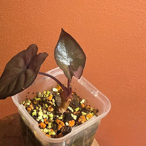 알로카시아 세렌디피티