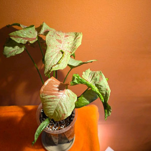 싱고니움 밀크컨페티