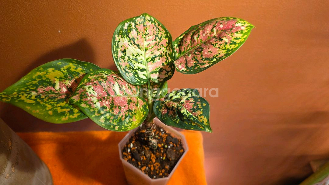 아글라오네마 애니마니 트리컬러--0