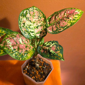 아글라오네마 애니마니 트리컬러